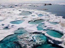 Akulli po shkrihet me shpejtësi të madhe, në Alaskë nuk ka qenë aq nxehtë për më shumë se 110 vite – temperatura e detit thyen çdo rekord (Foto)