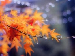 Moti, ulje e temperaturave