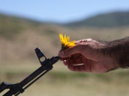 Dita Botërore kundër dhunës